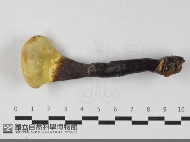 登錄號:F0033559藏品圖，第3張