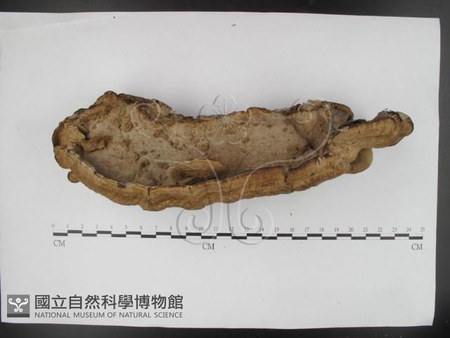 登錄號:F0020159藏品圖，第3張