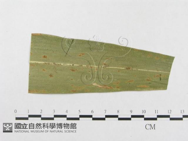 登錄號:F0010159藏品圖，第3張