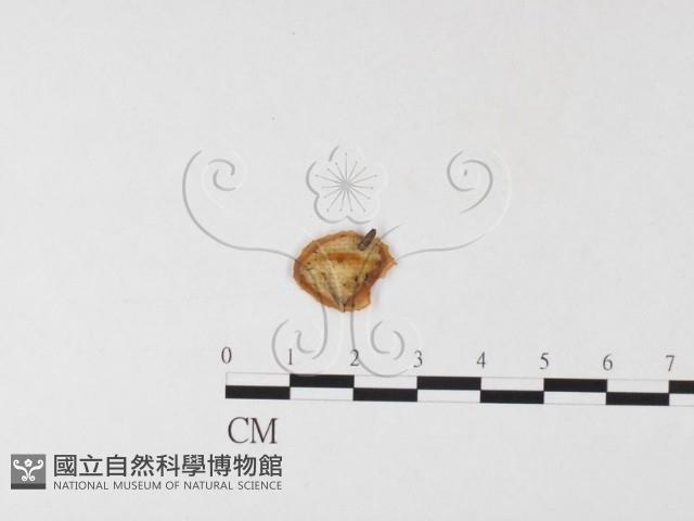 登錄號:F0026159藏品圖，第3張