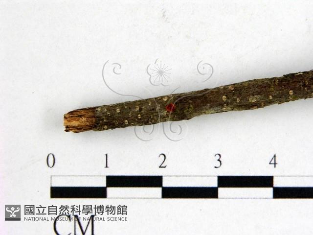 登錄號:F0001159藏品圖，第3張