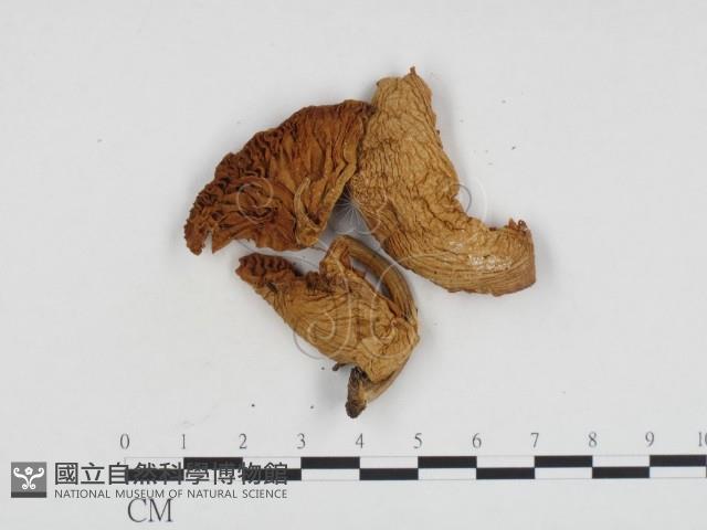 登錄號:F0024159藏品圖，第3張