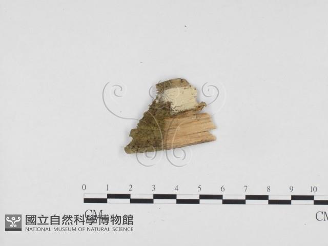 冇骨消絲齒菌藏品圖，第3張