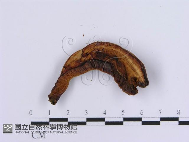 登錄號:F0007159藏品圖，第3張