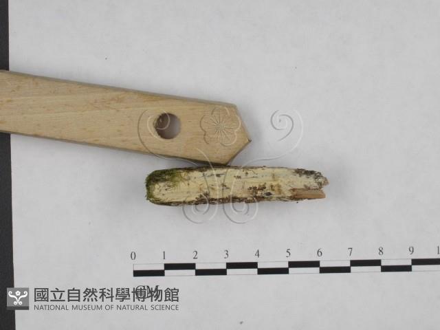 登錄號:F0017159藏品圖，第3張