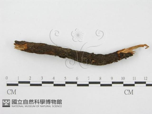 登錄號:F0019159藏品圖，第3張