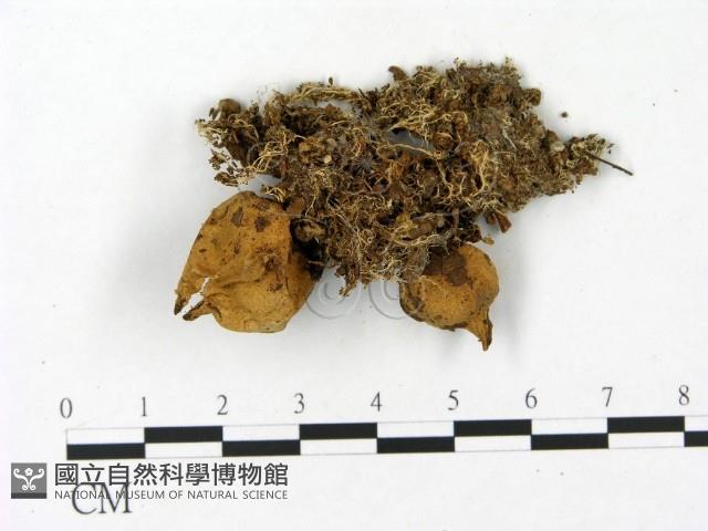 登錄號:F0023159藏品圖，第3張