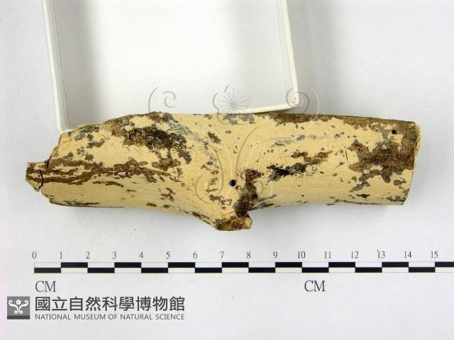 登錄號:F0003159藏品圖，第3張