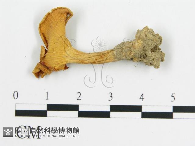 登錄號:F0013159藏品圖，第3張