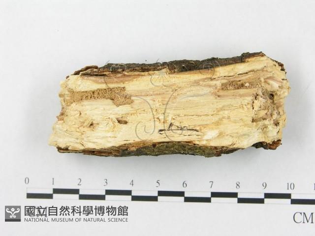 登錄號:F0020059藏品圖，第3張
