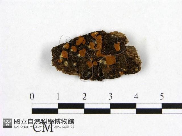 登錄號:F0010059藏品圖，第3張