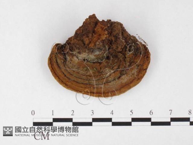 登錄號:F0026059藏品圖，第3張