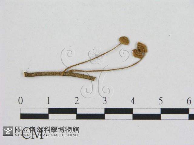 小皮傘屬藏品圖，第3張