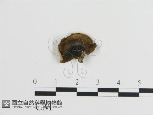 登錄號:F0021059藏品圖，第3張