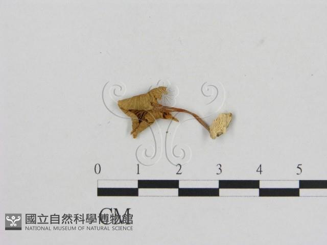 小菇屬藏品圖，第3張