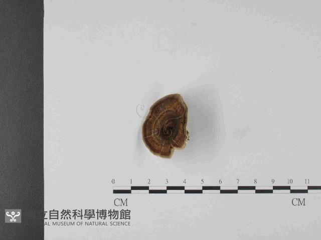 黄柄小孔菌藏品圖，第3張