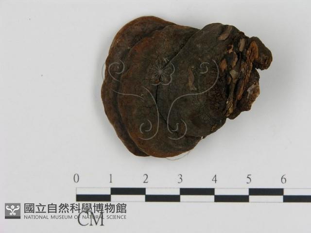 登錄號:F0014059藏品圖，第3張