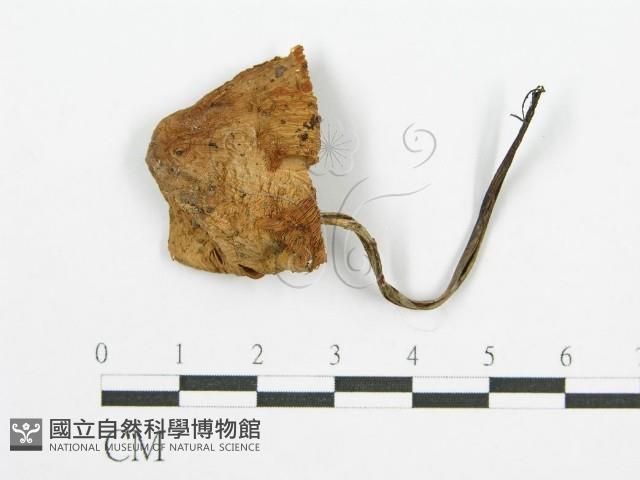 登錄號:F0002059藏品圖，第3張