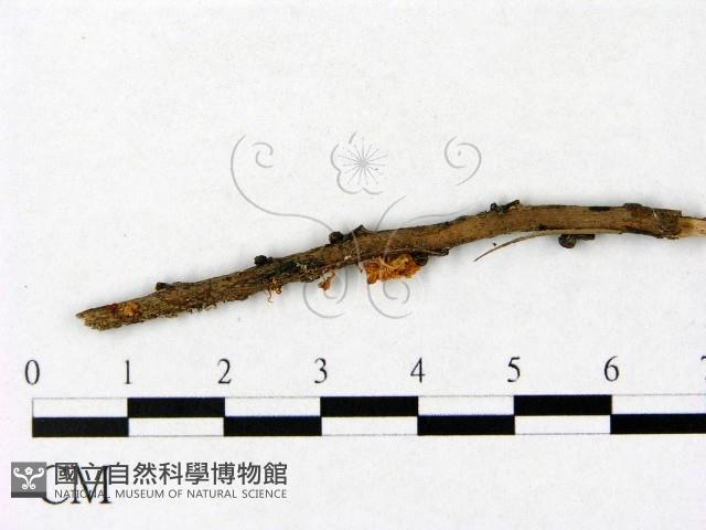 微皮傘屬藏品圖，第3張