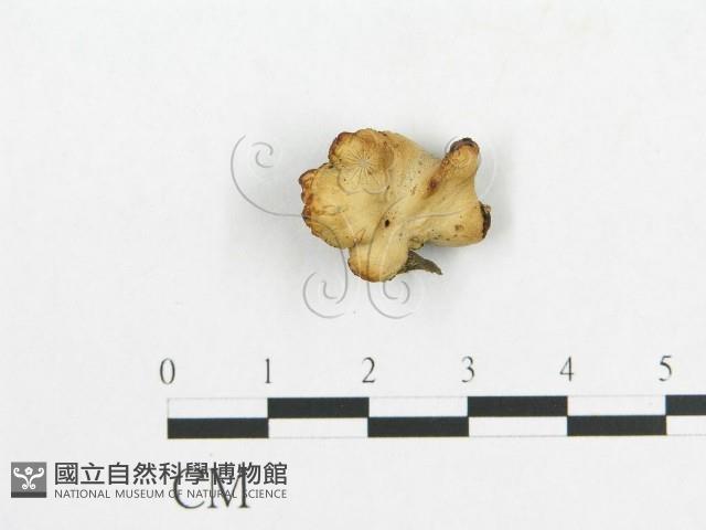 登錄號:F0007059藏品圖，第3張