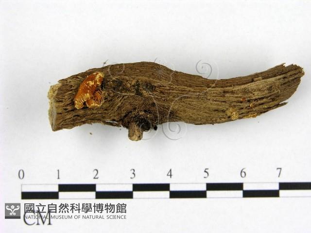 Accession Number:F0005059 Collection Image, Figure 3, Total 3 Figures