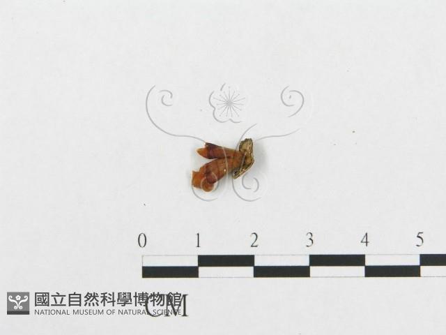 登錄號:F0009059藏品圖，第3張