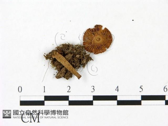 鵝膏屬藏品圖，第3張