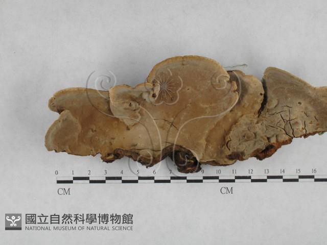 登錄號:F0028359藏品圖，第3張