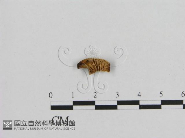 登錄號:F0008359藏品圖，第3張