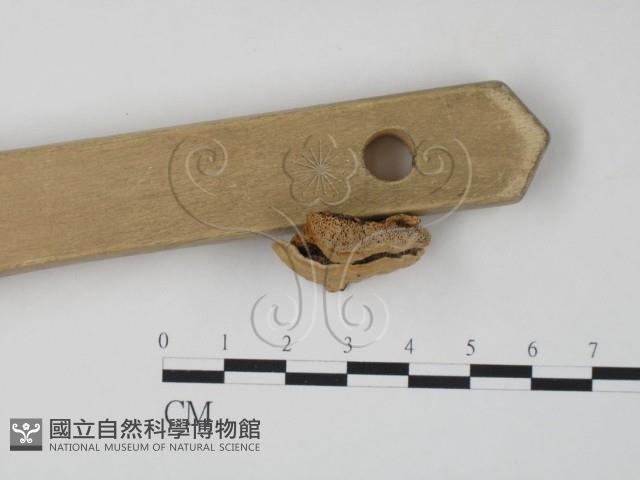 登錄號:F0020359藏品圖，第3張