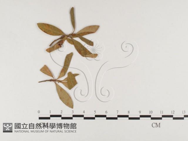 登錄號:F0026359藏品圖，第1張