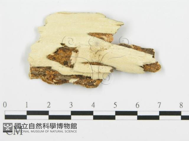 登錄號:F0006359藏品圖，第3張