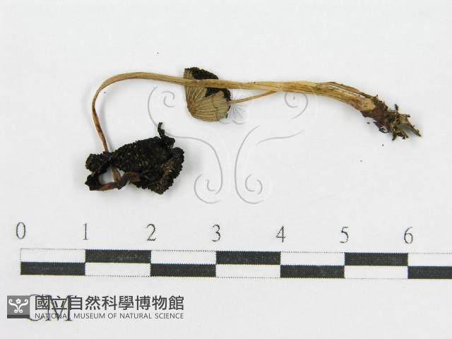 登錄號:F0016359藏品圖，第3張