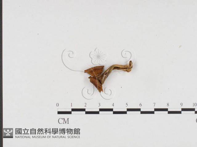 登錄號:F0024359藏品圖，第3張