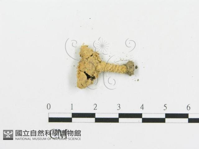 傘菌屬藏品圖，第3張