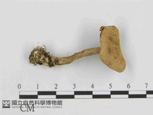 登錄號:F0014359藏品圖，第3張