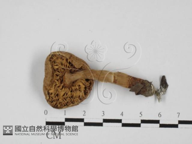 登錄號:F0027359藏品圖，第3張