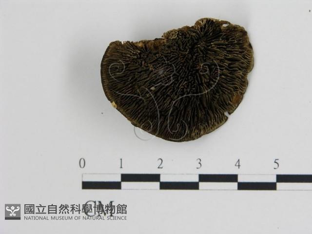 登錄號:F0007359藏品圖，第3張