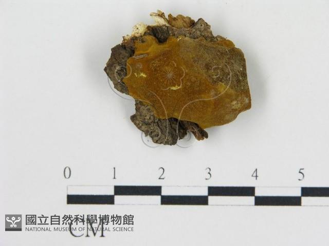 登錄號:F0017359藏品圖，第1張