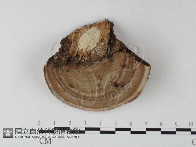 登錄號:F0025359藏品圖，第3張