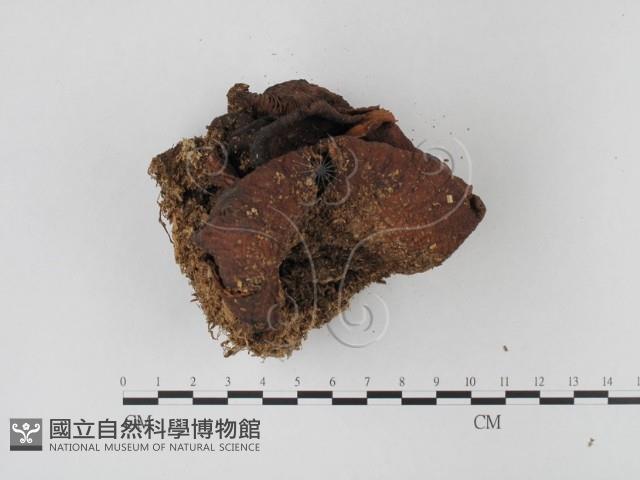 糙皮側耳藏品圖，第3張
