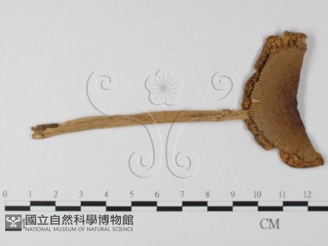 登錄號:F0003359藏品圖，第3張