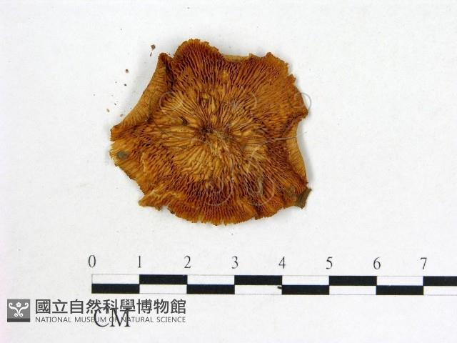 登錄號:F0013359藏品圖，第3張