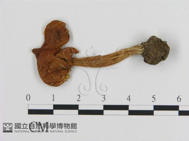 登錄號:F0020249藏品圖，第3張