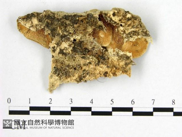 登錄號:F0010249藏品圖，第3張