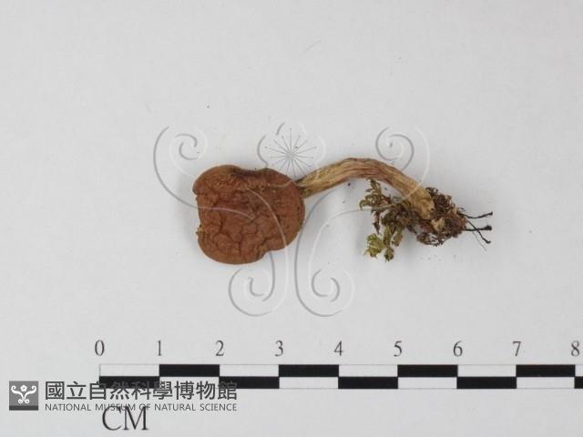 登錄號:F0016249藏品圖，第3張