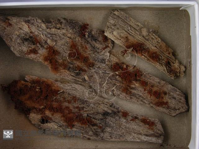 登錄號:F0021249藏品圖，第3張