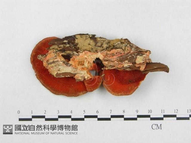 登錄號:F0001249藏品圖，第3張
