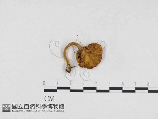 登錄號:F0024249藏品圖，第3張