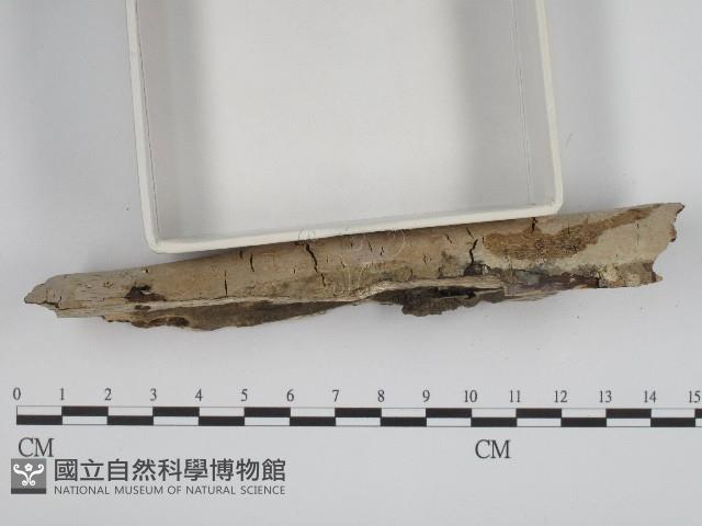 登錄號:F0004249藏品圖，第3張